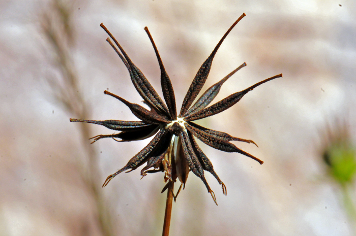Southwestern Cosmos fully developed seeds. The cypsela or seed pods are slender with 2 barbs on one end. Cosmos parviflorus
